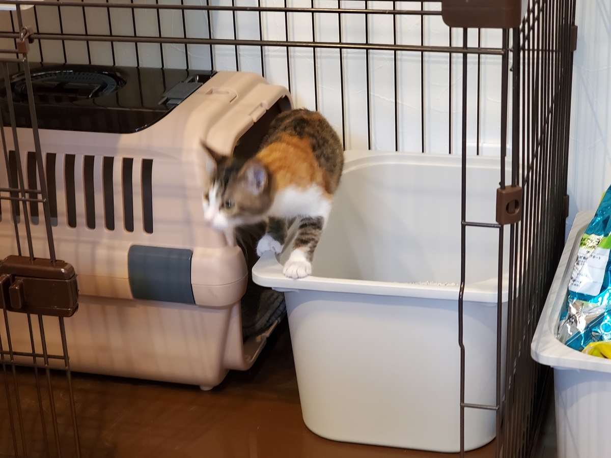 f:id:uxus:20211108102655j:plain