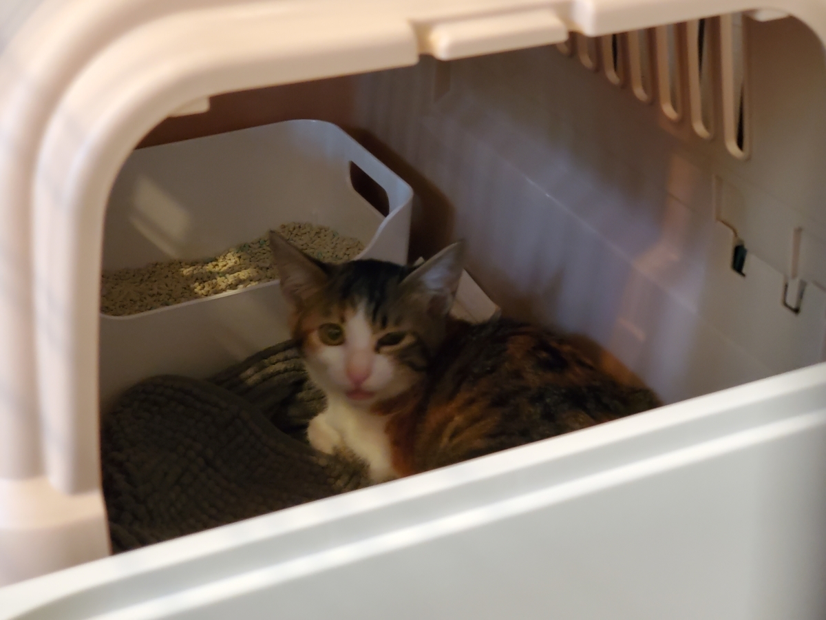 f:id:uxus:20211108102804j:plain