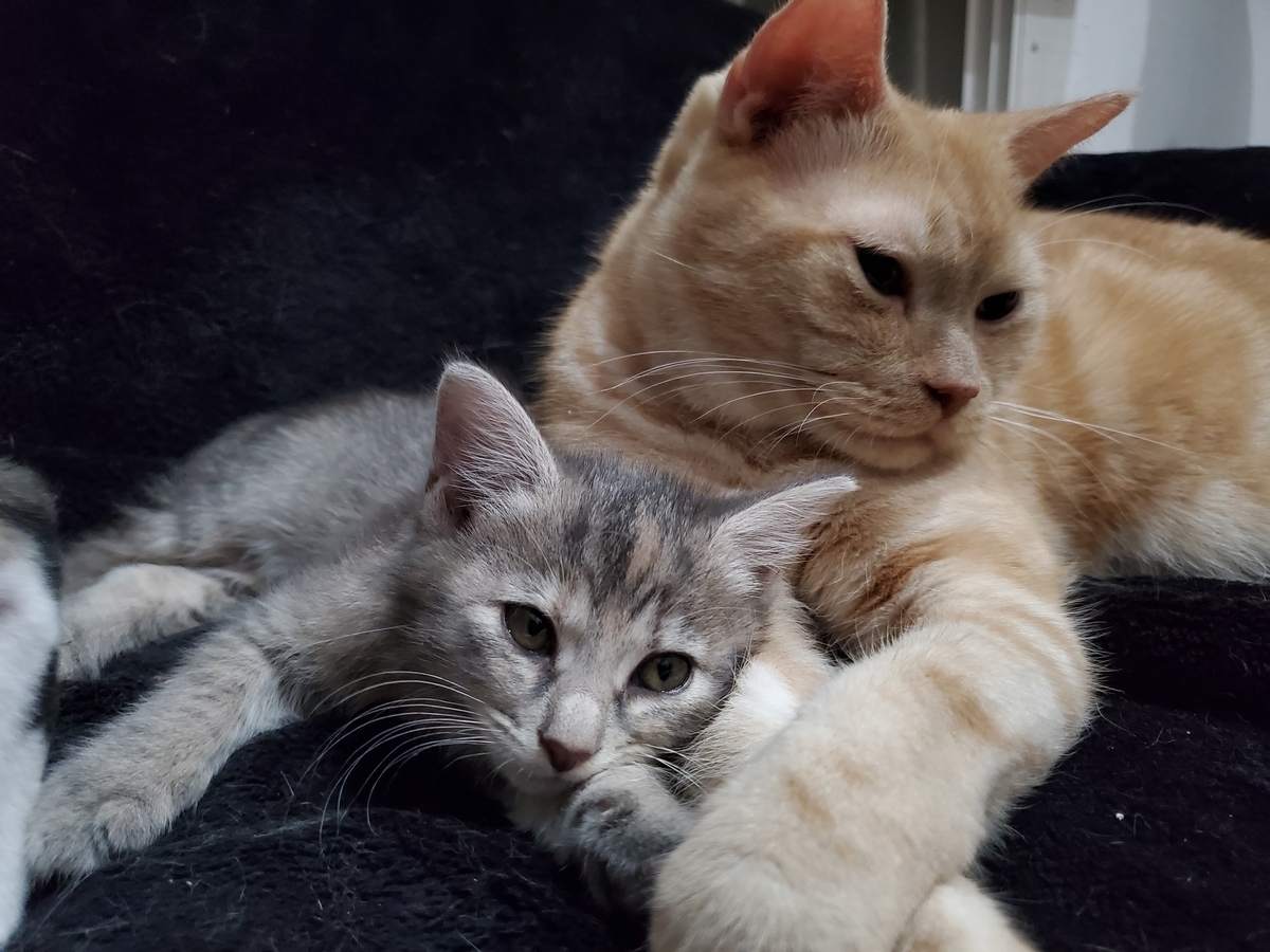 f:id:uxus:20211112012818j:plain