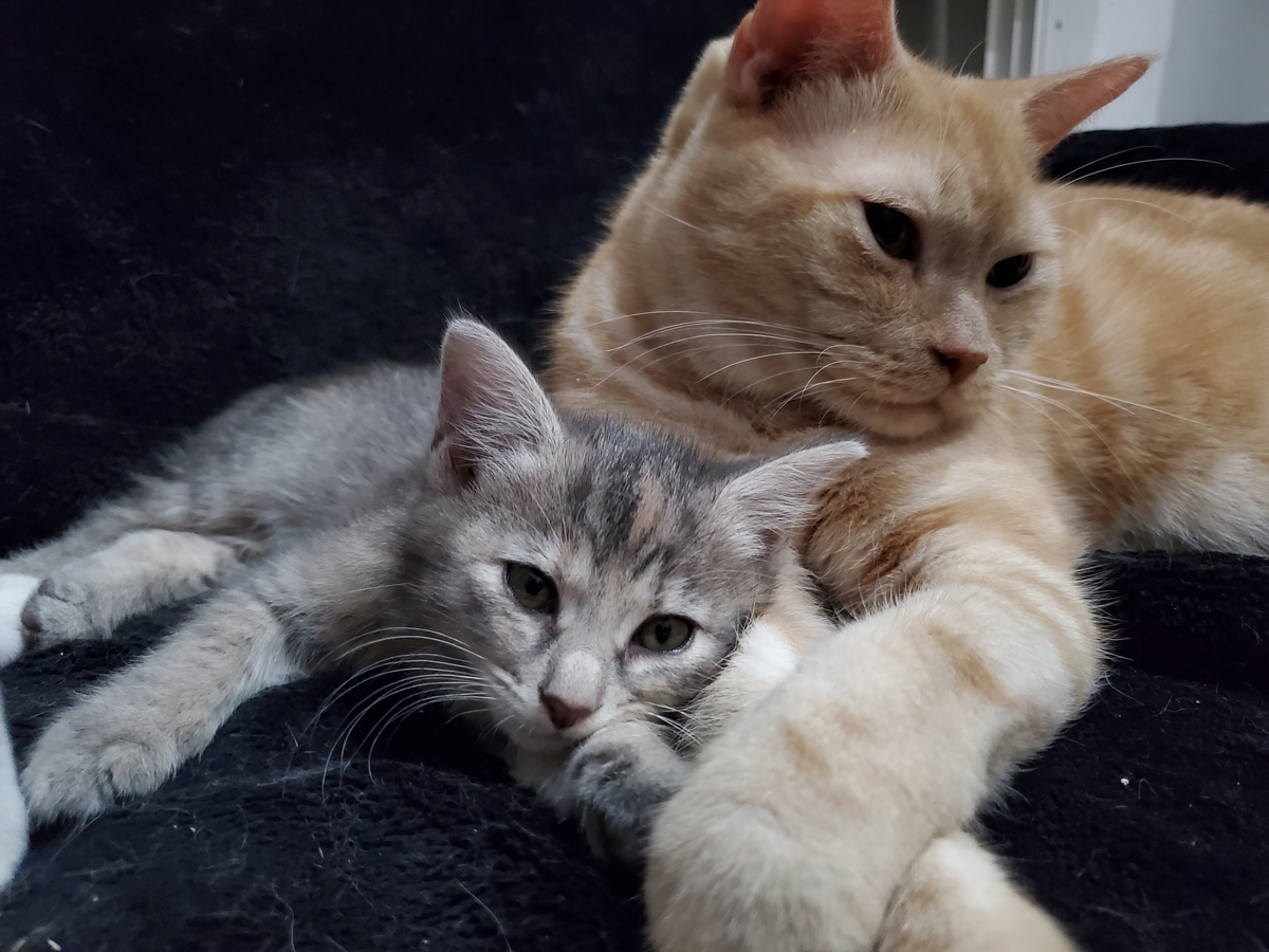 f:id:uxus:20211112012856j:plain