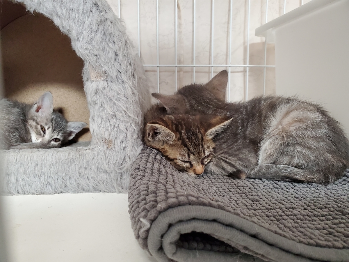 f:id:uxus:20211113152643j:plain