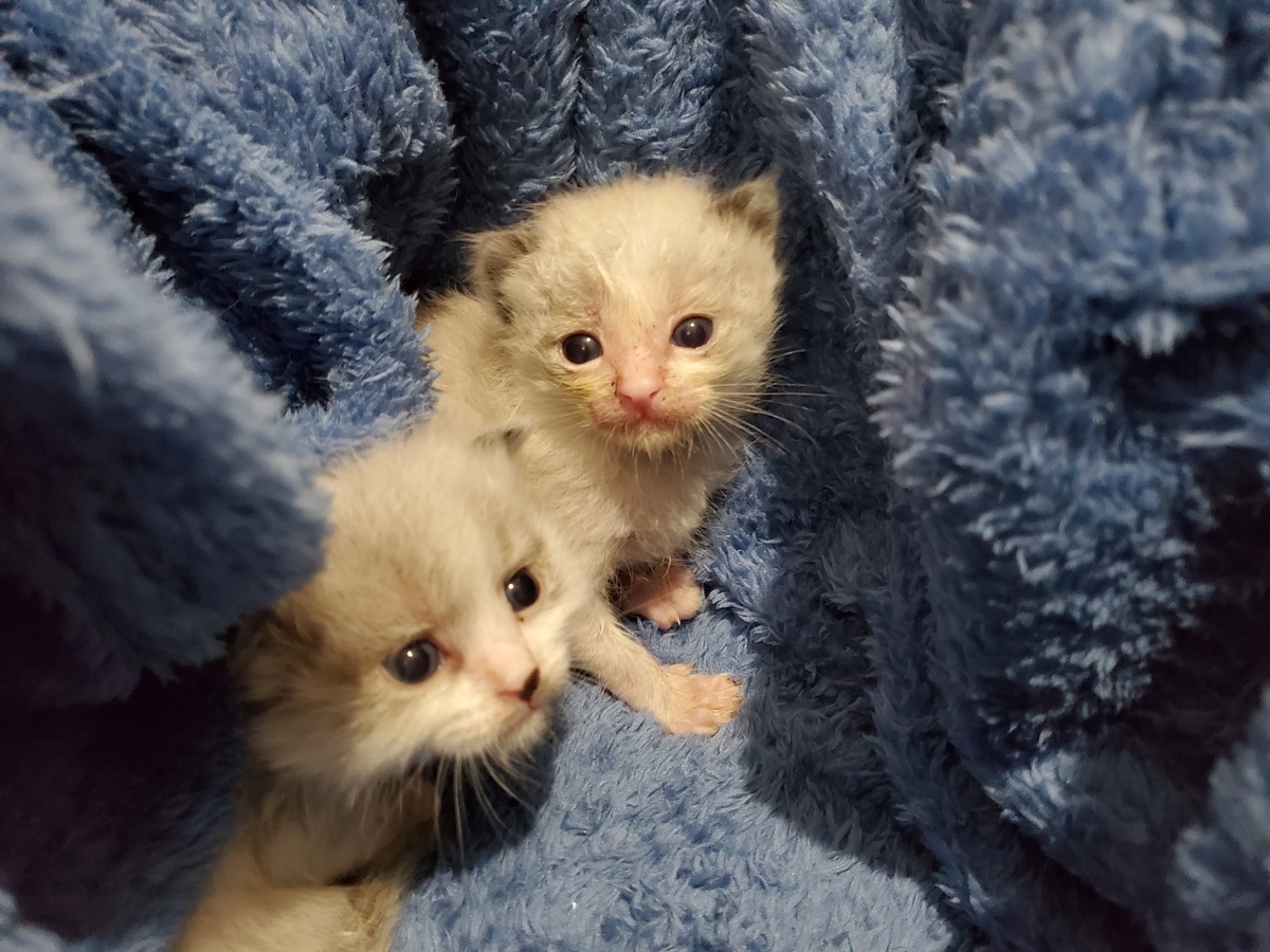 f:id:uxus:20211113153004j:plain