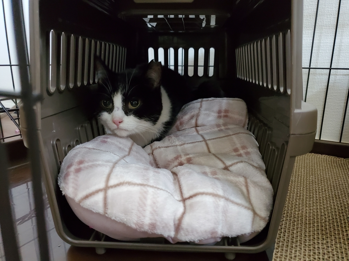 f:id:uxus:20211114144935j:plain