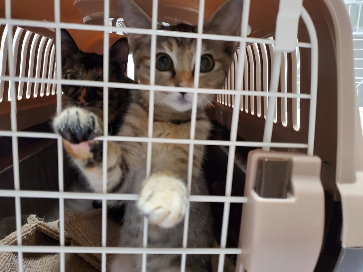 f:id:uxus:20211115171721j:plain