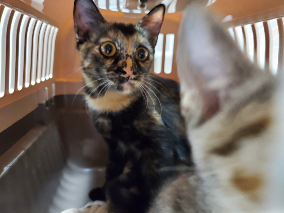 f:id:uxus:20211115171829j:plain