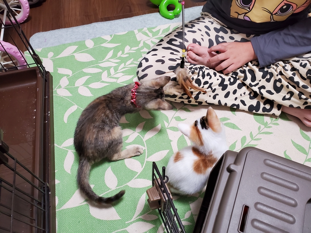 f:id:uxus:20211116143808j:plain