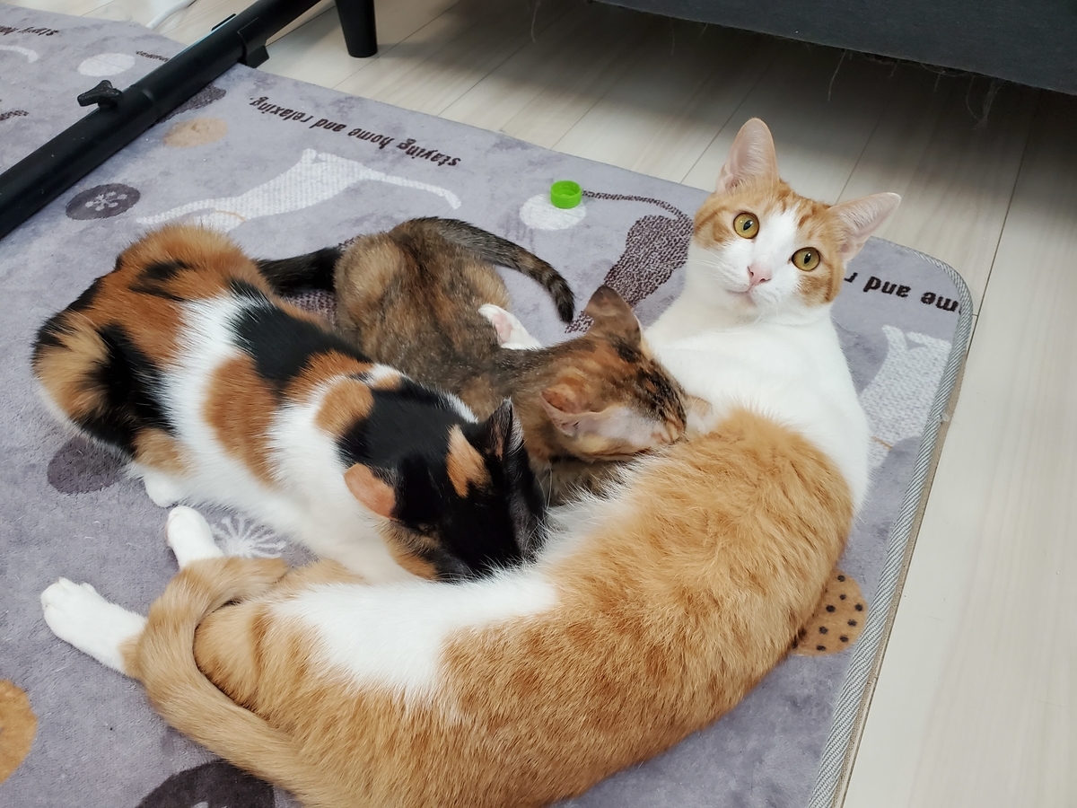 f:id:uxus:20211129122303j:plain