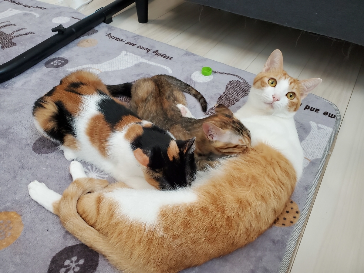 f:id:uxus:20211129122344j:plain