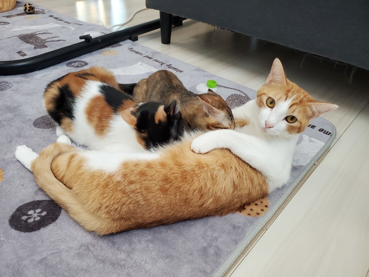 f:id:uxus:20211129122403j:plain