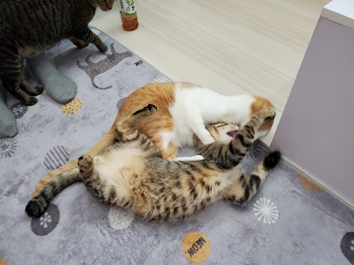 f:id:uxus:20211129233748j:plain