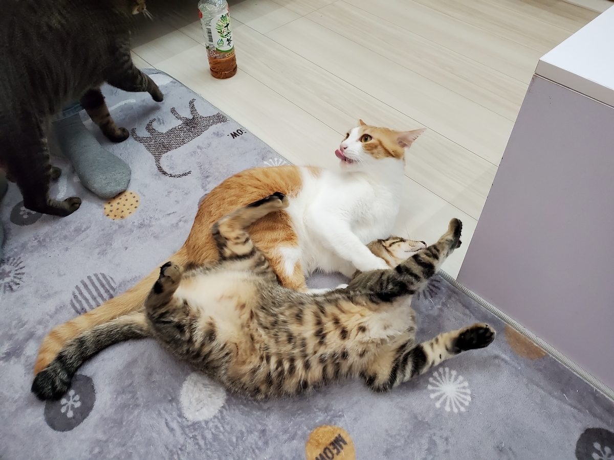 f:id:uxus:20211129233809j:plain