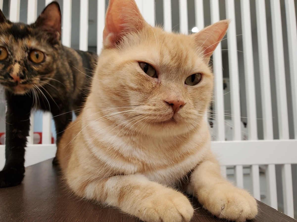 f:id:uxus:20211129234519j:plain