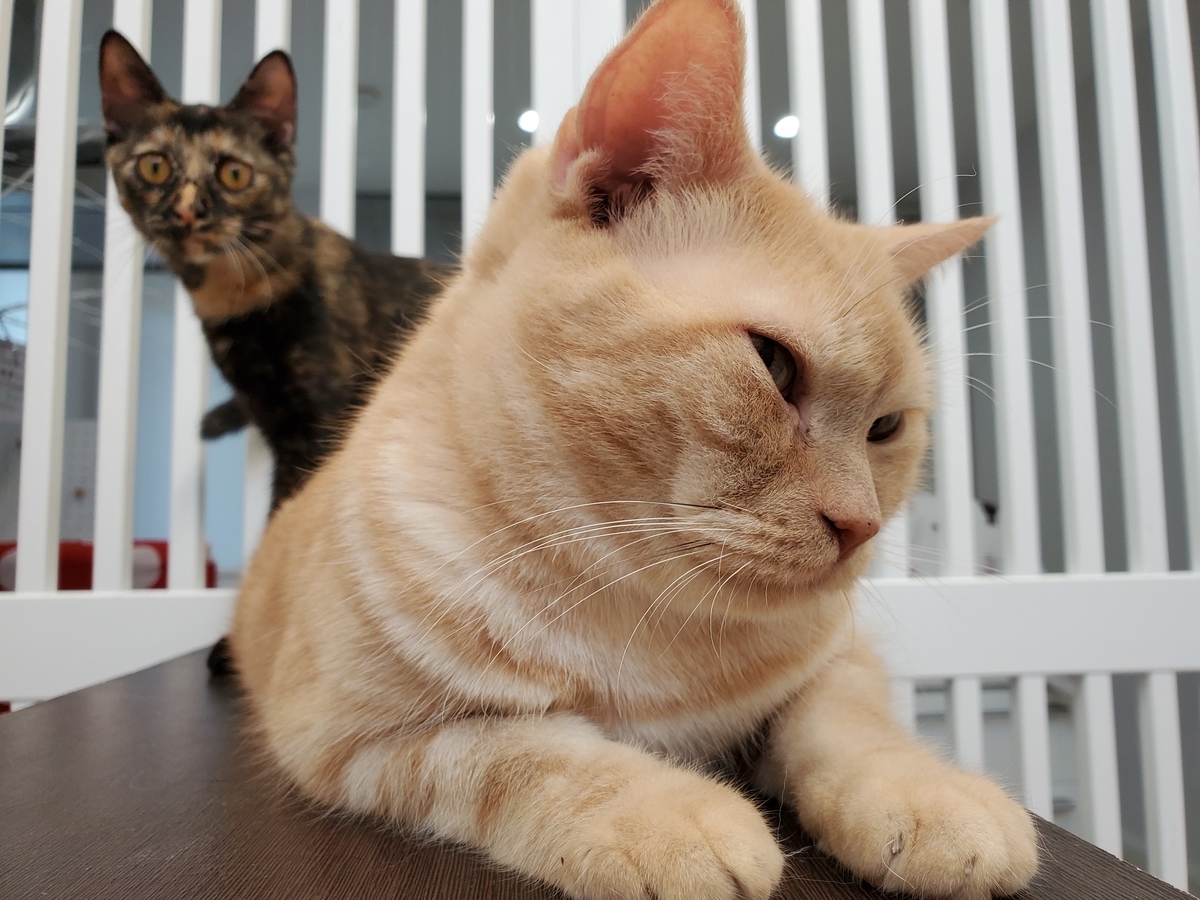 f:id:uxus:20211129234627j:plain