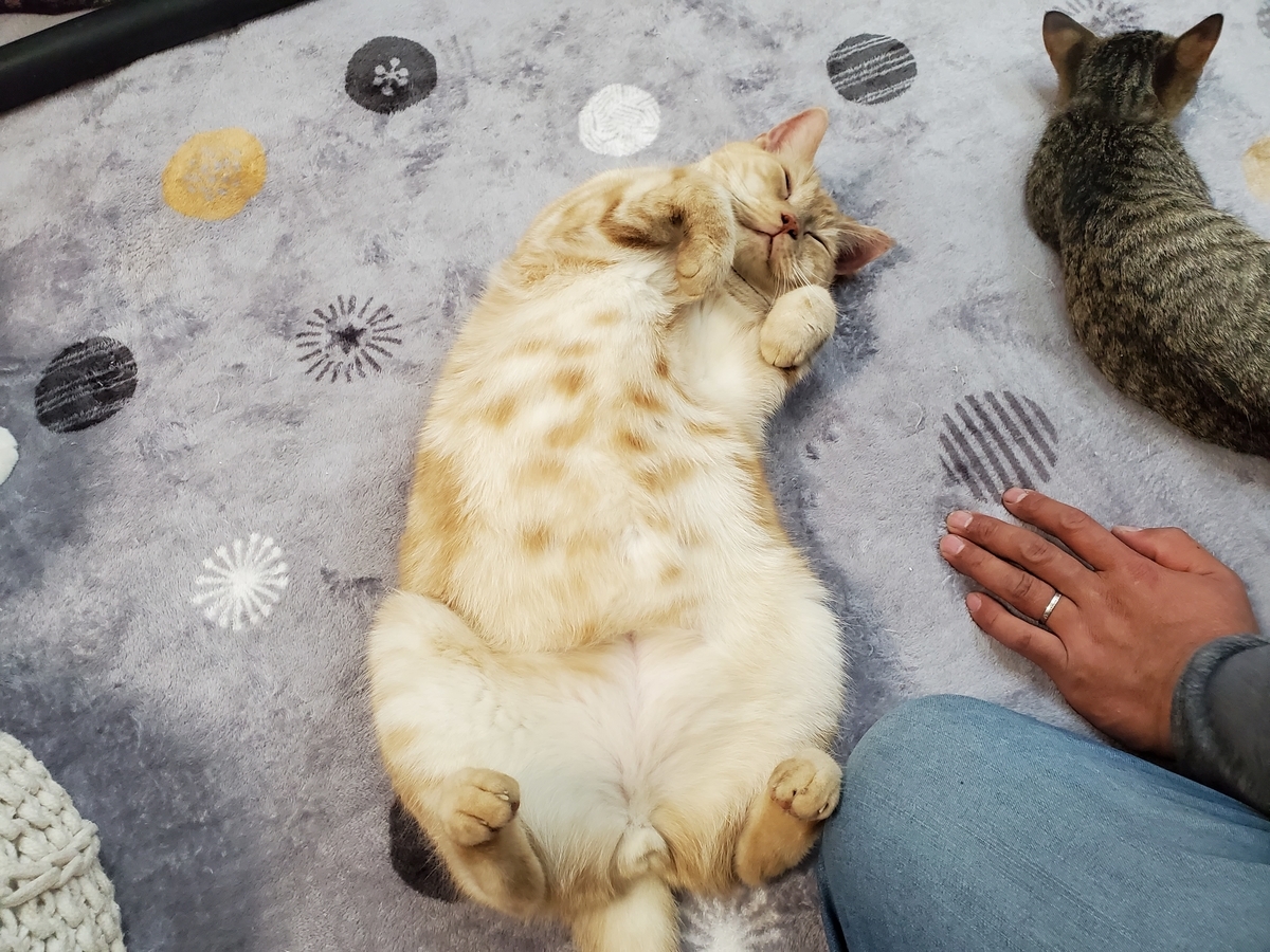 f:id:uxus:20211129234712j:plain