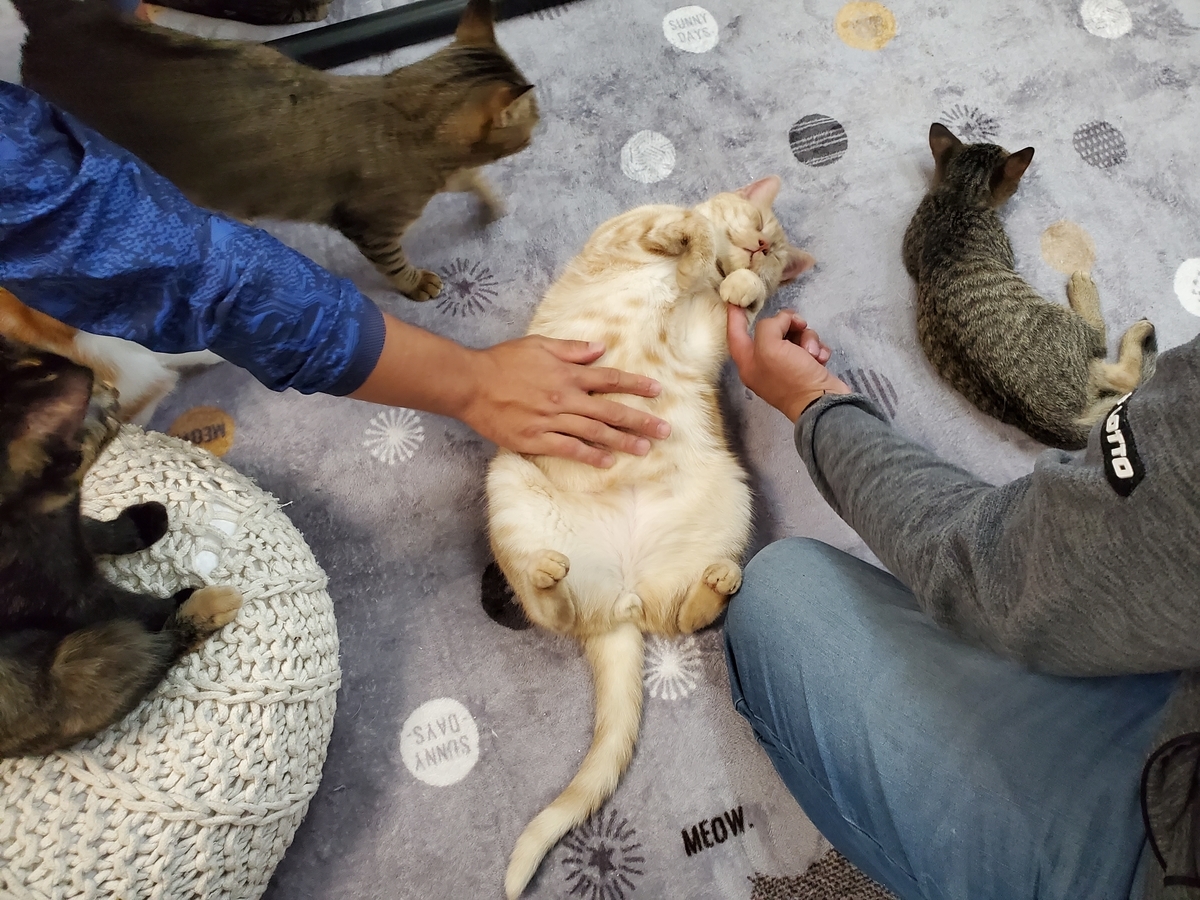 f:id:uxus:20211129234818j:plain