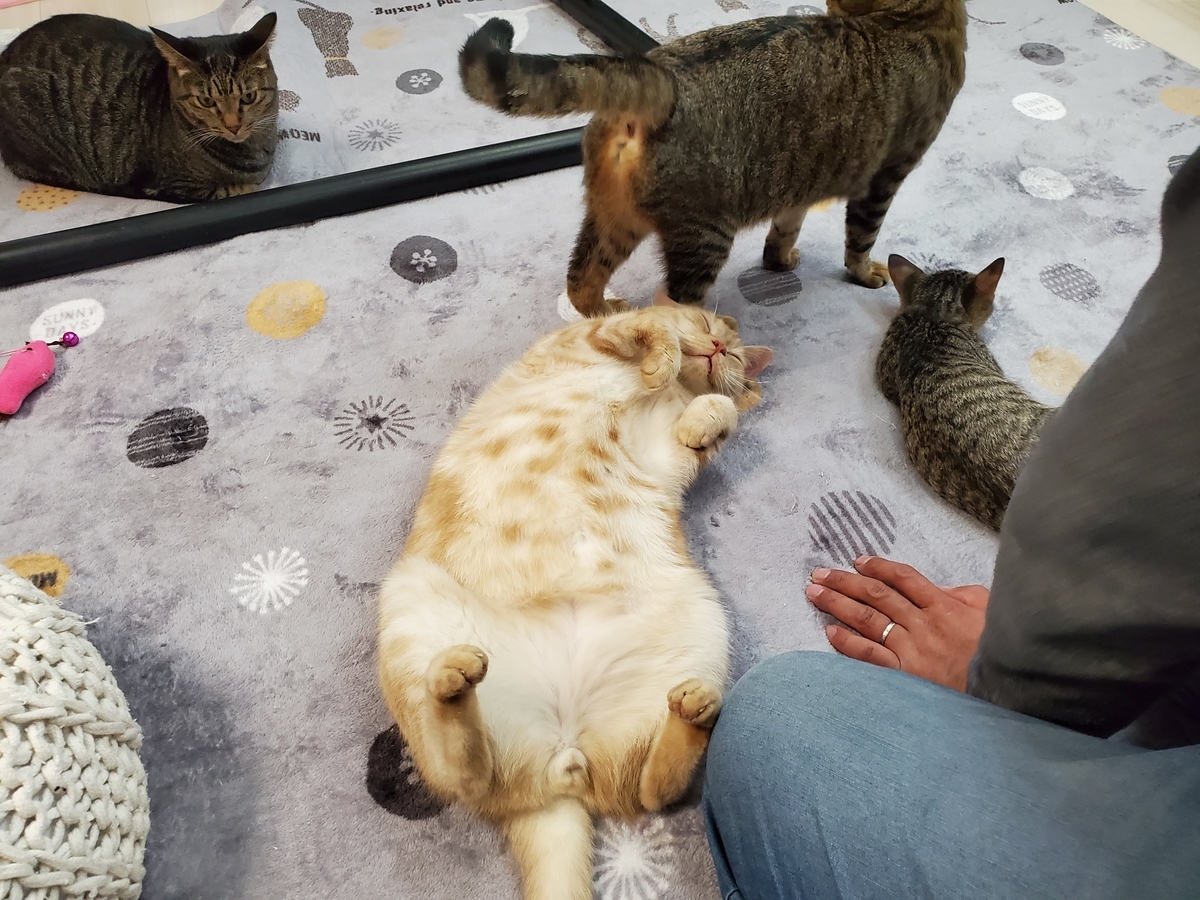 f:id:uxus:20211129234934j:plain