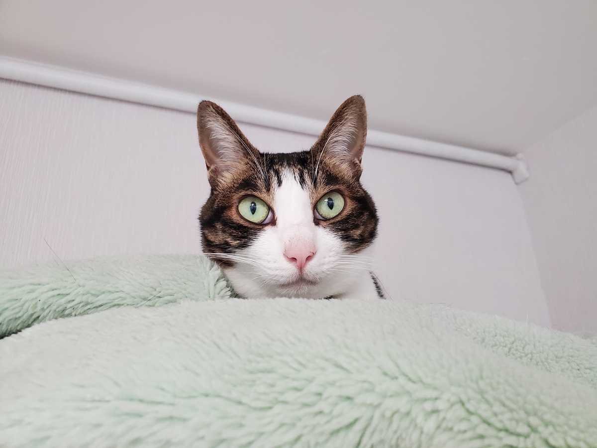 f:id:uxus:20211130000754j:plain