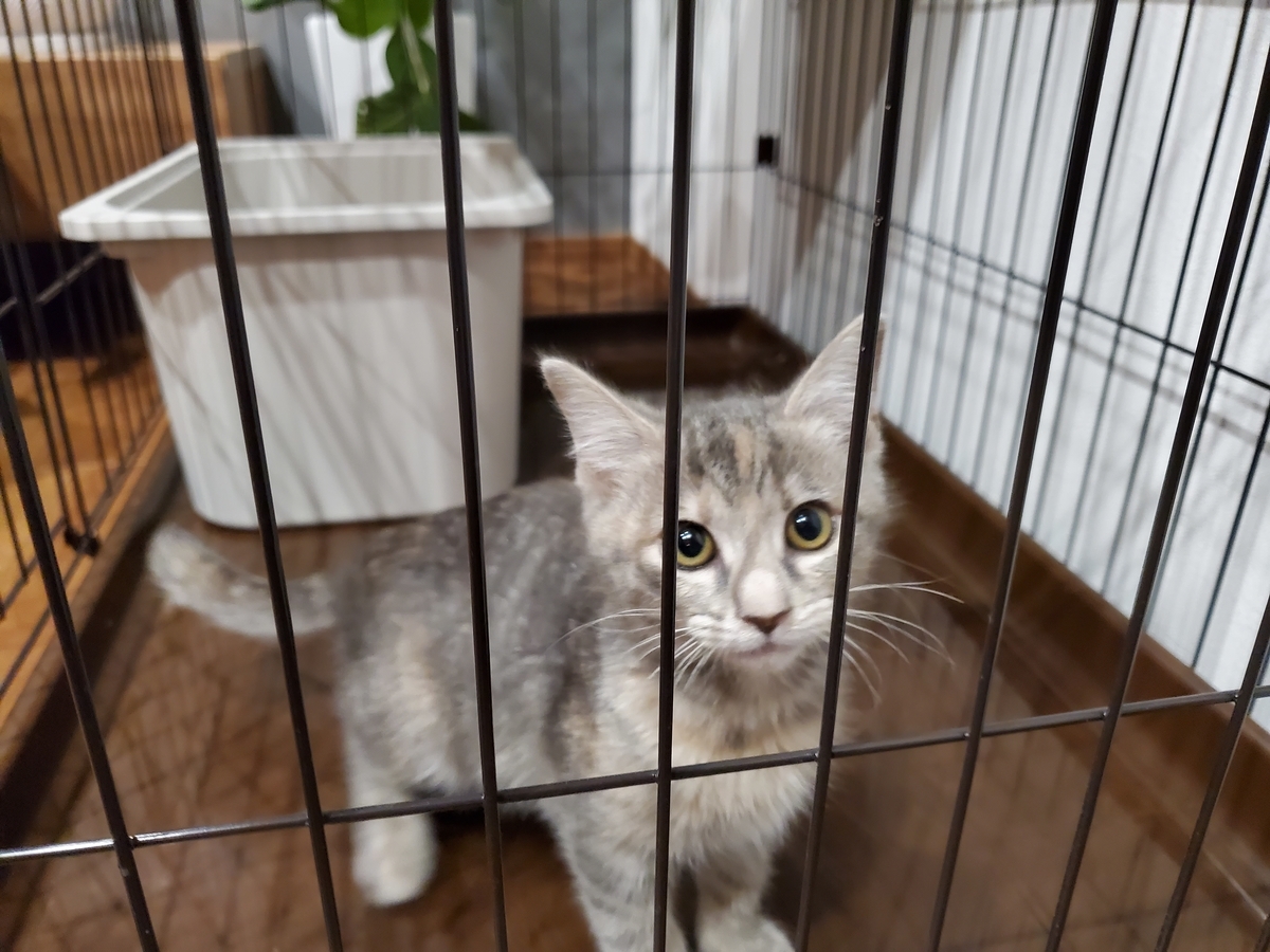 f:id:uxus:20211228074332j:plain