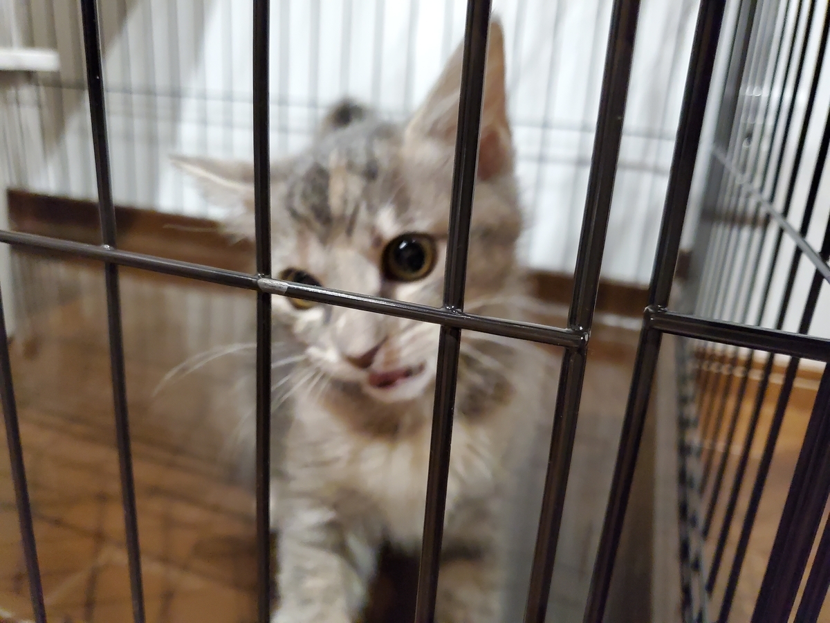 f:id:uxus:20211228074431j:plain