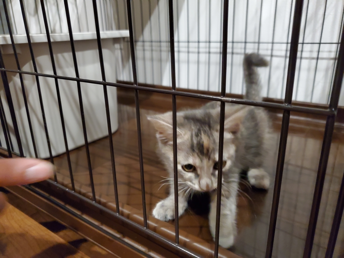 f:id:uxus:20211228074544j:plain