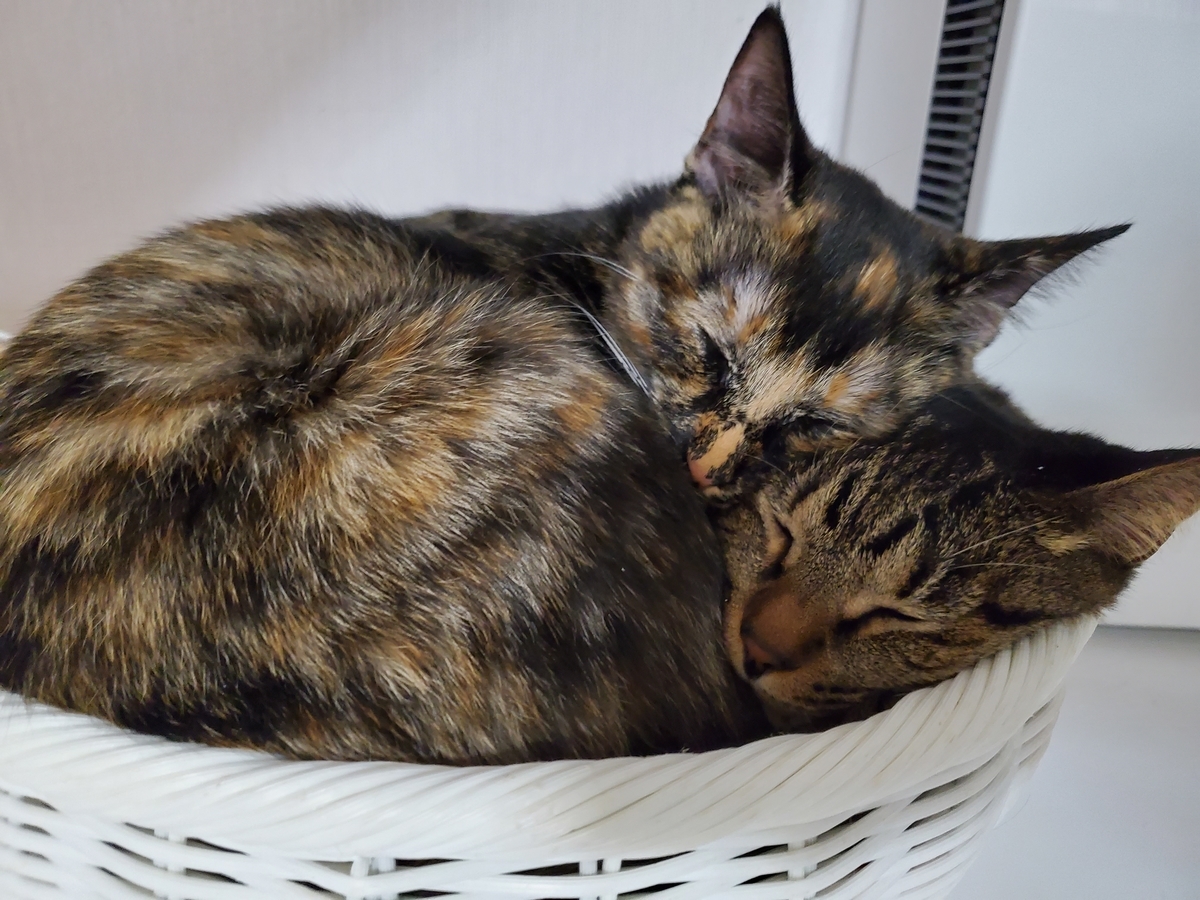 f:id:uxus:20211230210825j:plain