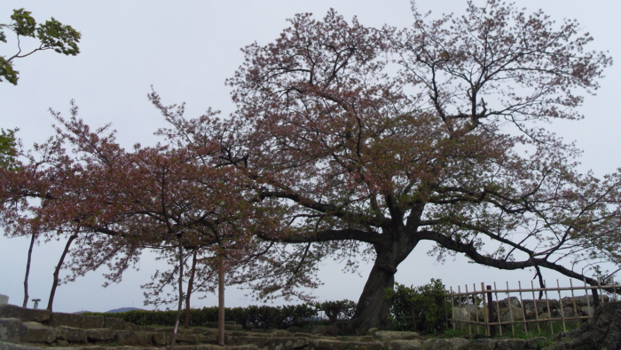 f:id:uyui:20140419145937j:image