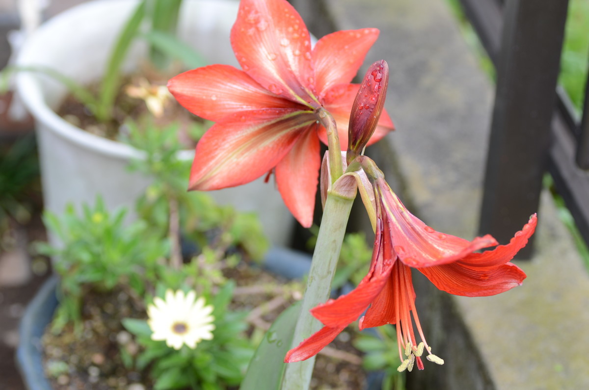 f:id:uzu_0:20200523101746j:plain f:id:uzu_0:20200523101746j:plain