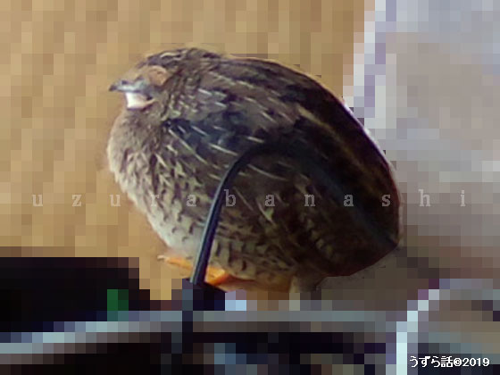 ため息ヒメウズラ