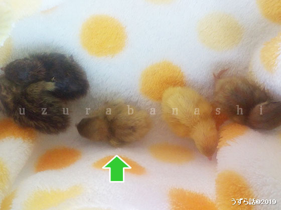 ヒメウズラのヒヨコ