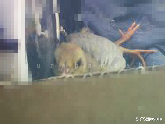 寝ているヒメウズラ