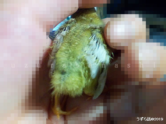 ヒメウズラのヒヨコ