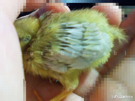甘えるヒメウズラのヒヨコ