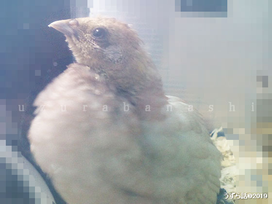 ヒメウズラ中ビナ