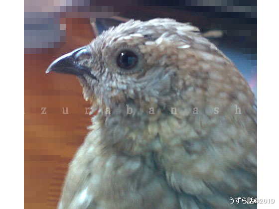 ヒメウズラの顔