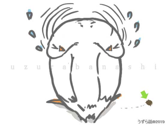 左右に頭を振るヒメウズラ