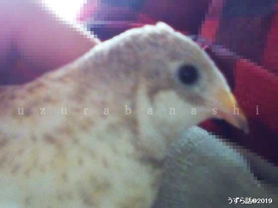 ヒメウズラの顔