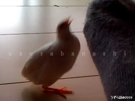 口を開けるヒメウズラ