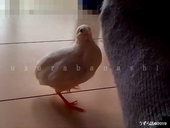 可愛いヒメウズラ