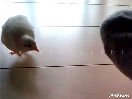狙うヒメウズラ