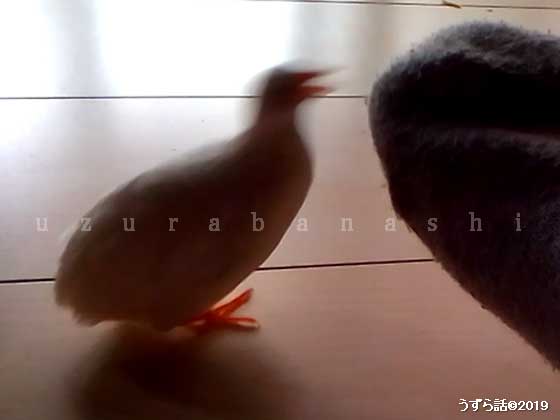 噛みつくヒメウズラ
