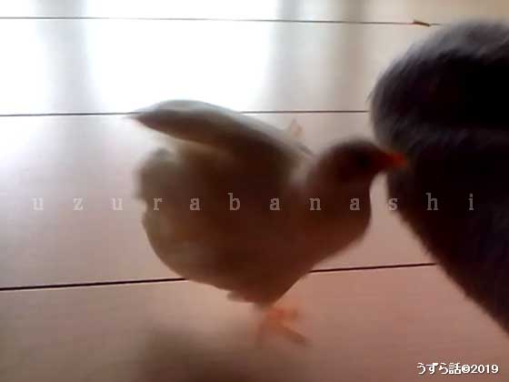 滑るヒメウズラ