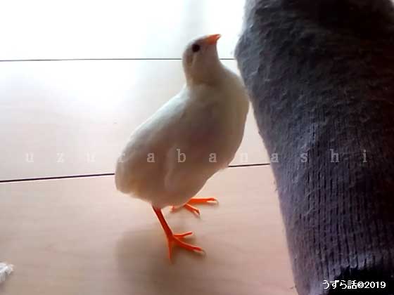 靴下を見るヒメウズラ