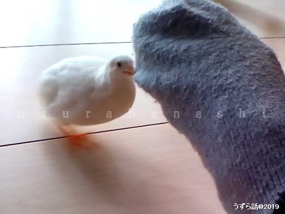 噛みつくヒメウズラ