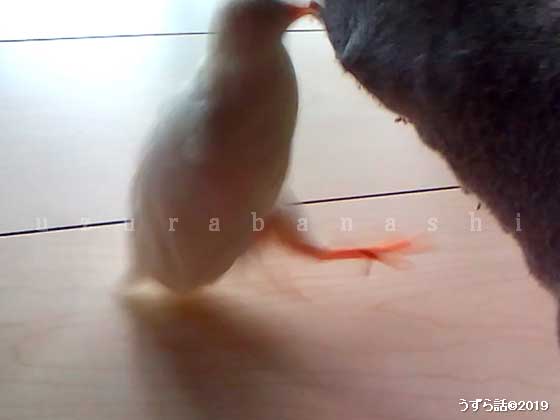 噛みつくヒメウズラ