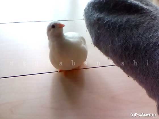 避けるヒメウズラ