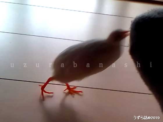 跳んで噛みつくヒメウズラ