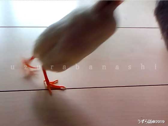戦うヒメウズラ