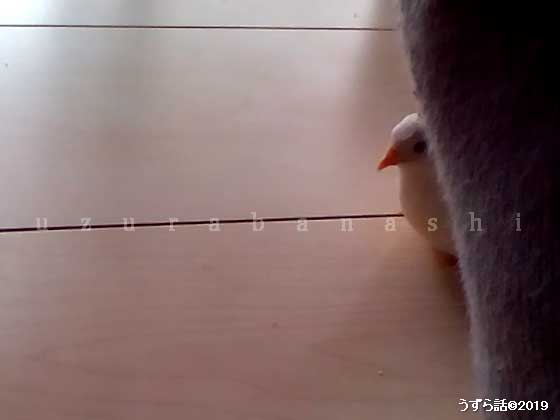 覗くヒメウズラ