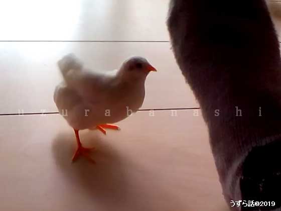 羽根をぱっぱするヒメウズラ