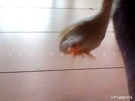 跳ぶヒメウズラ